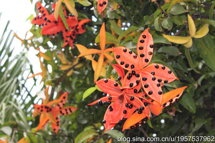手机尾号是啥，能够大吉顺利保佑平安无病钱财无数